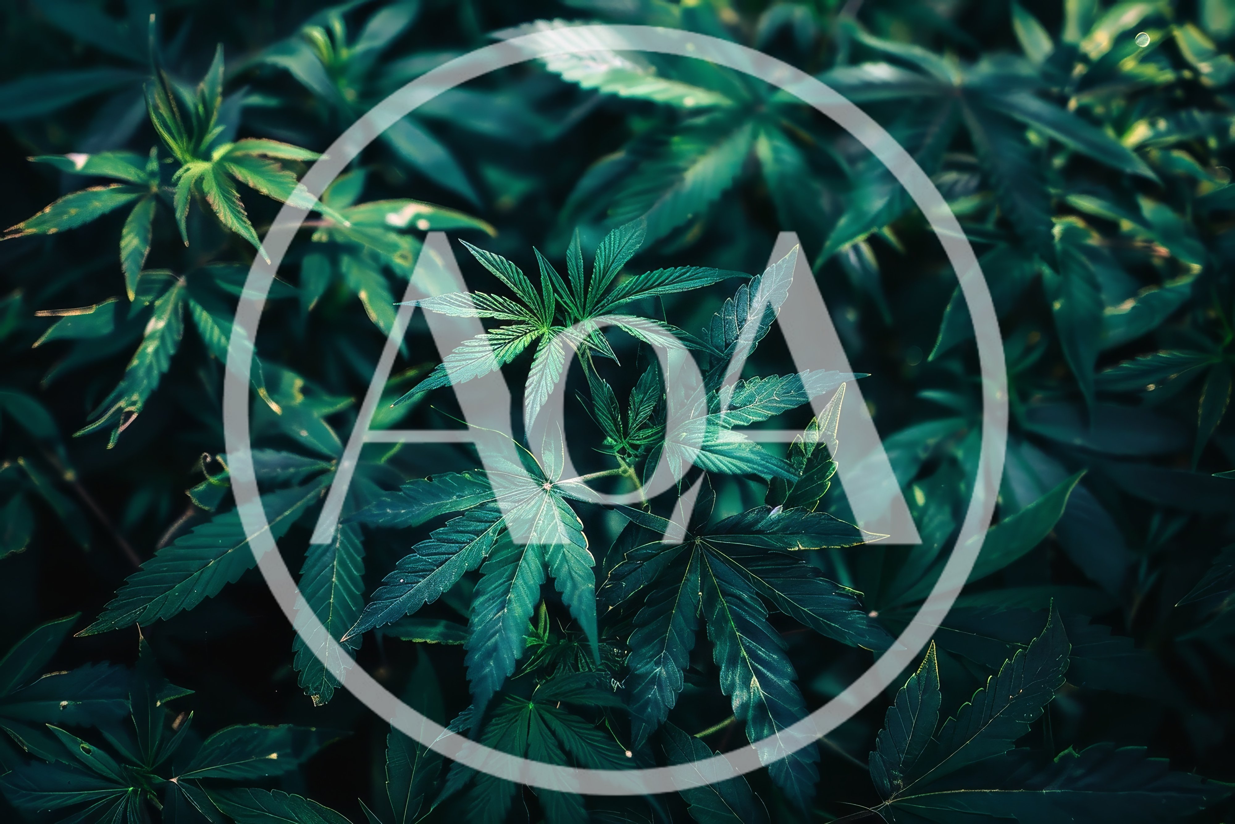 Lush Green Cannabis Leaves In A Dense Garden