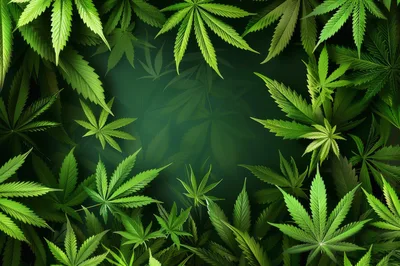 Cannabis Leaf Border Frame On Dark Green Background
