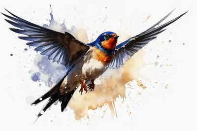 Watercolor Illustration Of A Barn Swallow In Flight
