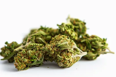 Dried Cannabis Flower Buds on White Background