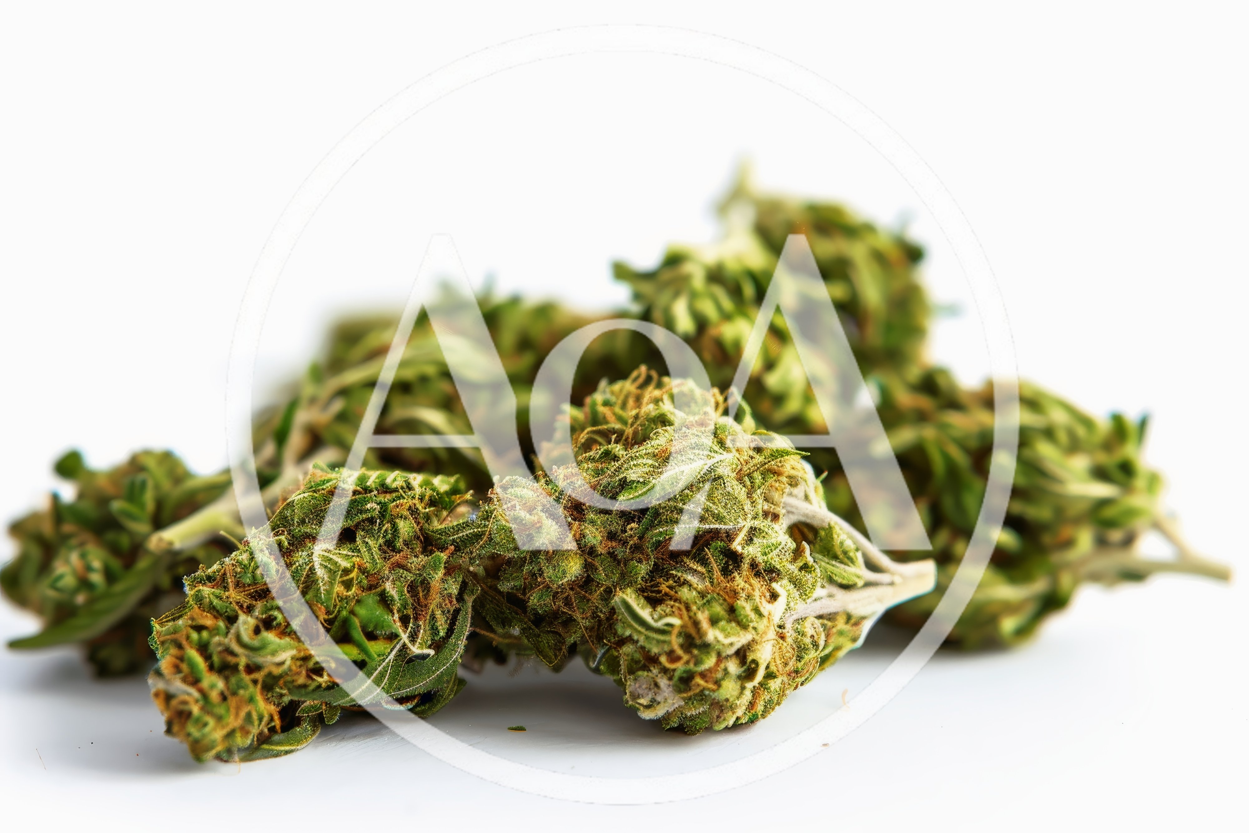 Dried Cannabis Flower Buds on White Background