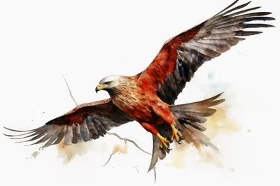 Watercolor Illustration Of A Red Kite In Flight