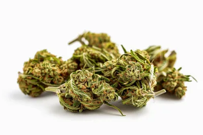 Dried Cannabis Flower Buds on White Background