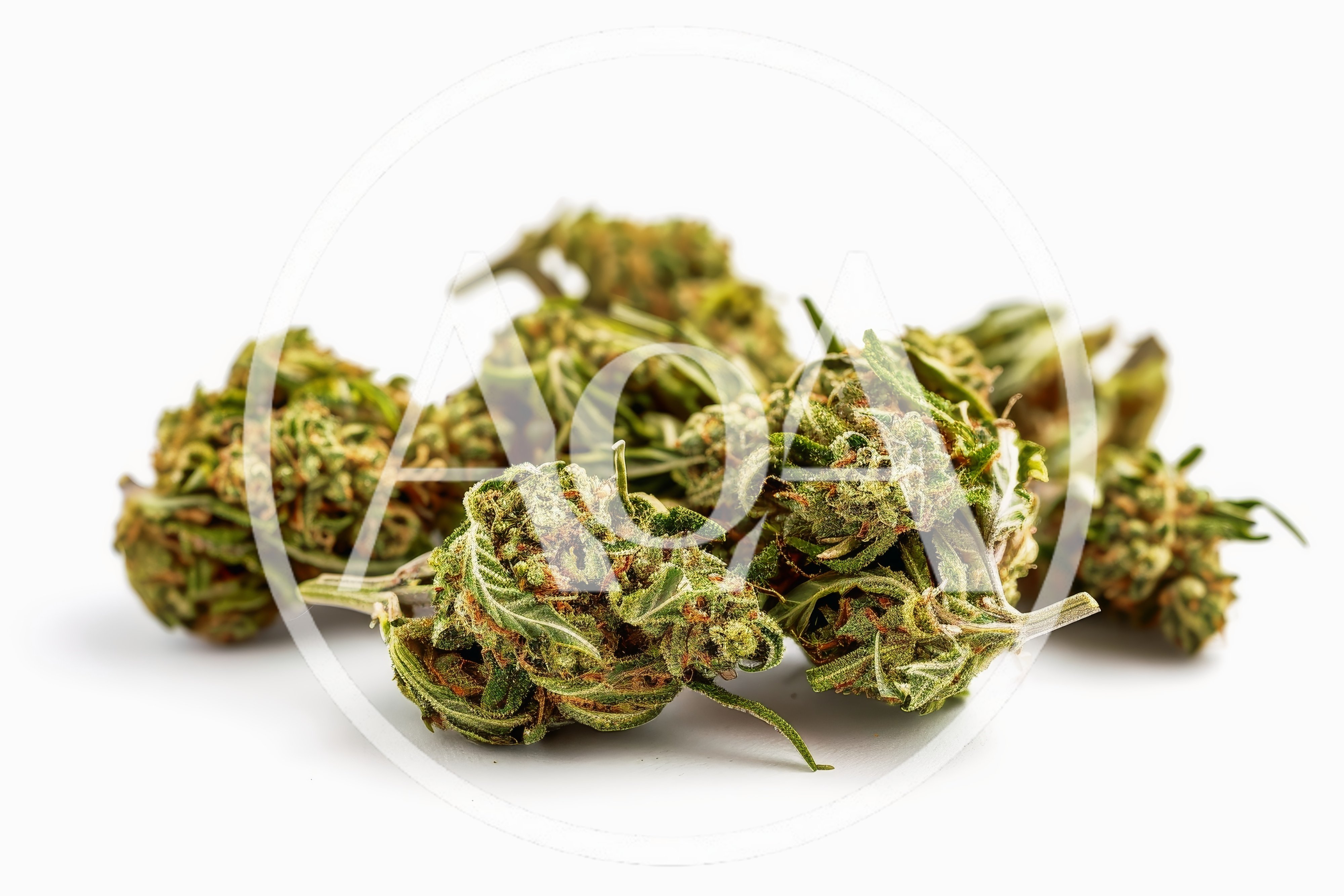 Dried Cannabis Flower Buds on White Background