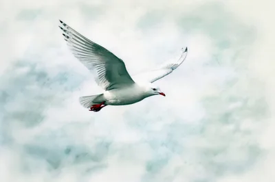 Seagull Flying Against A Cloudy Sky