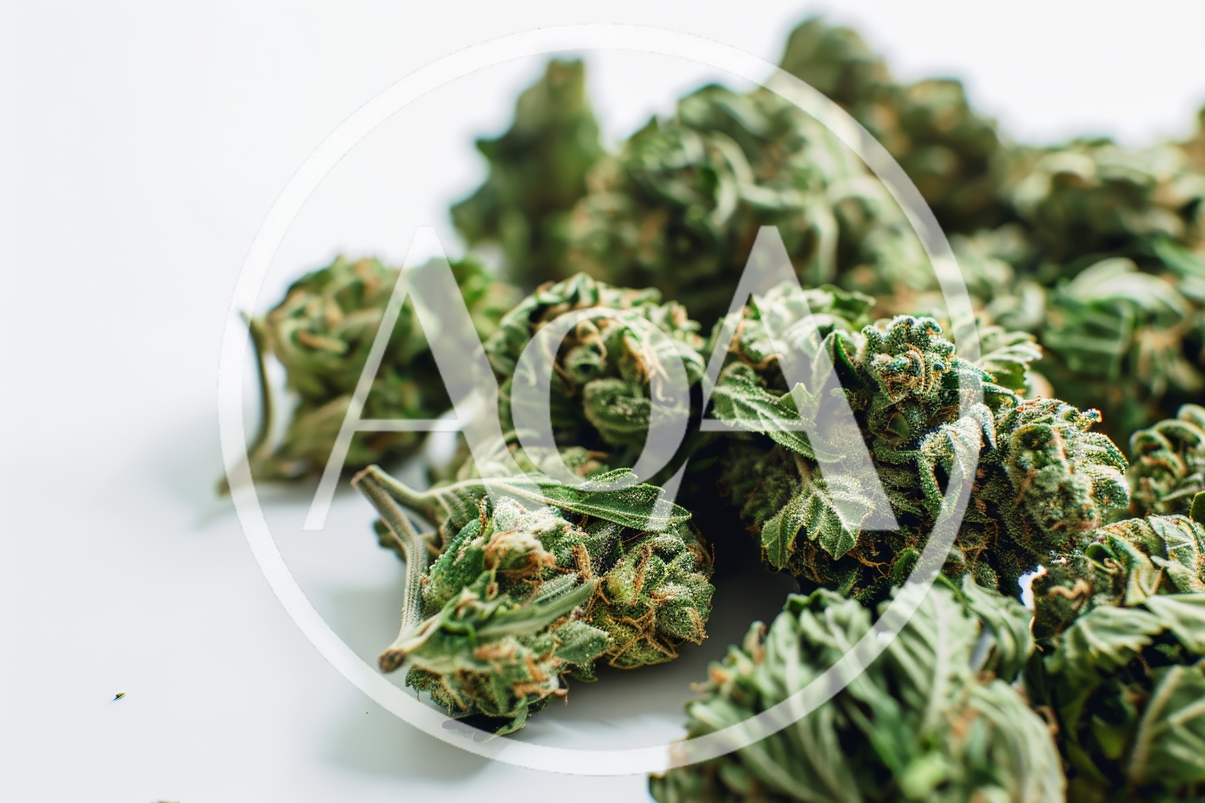 Dried Cannabis Flower Buds On White Background