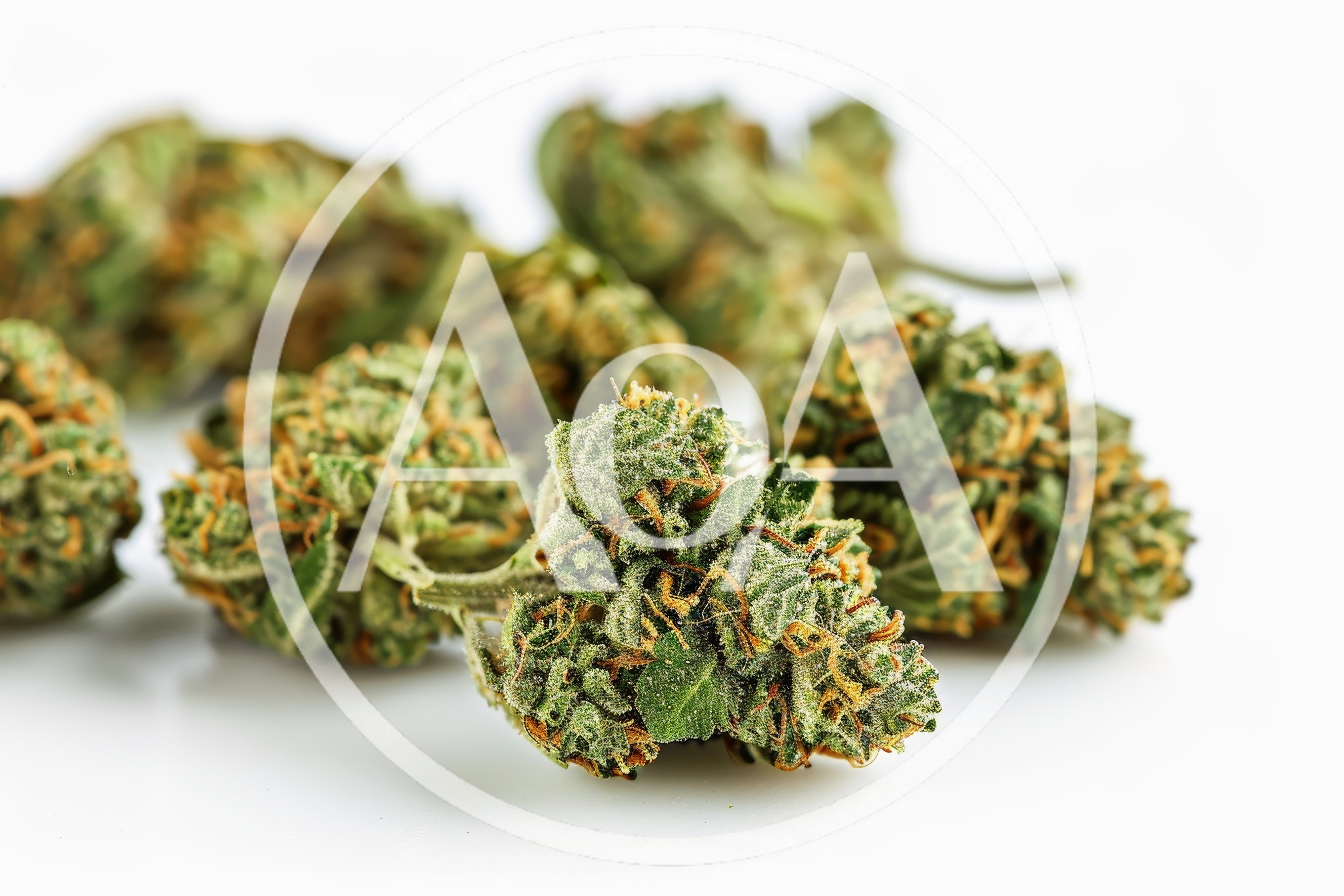 Dried Cannabis Flower Buds on White Background