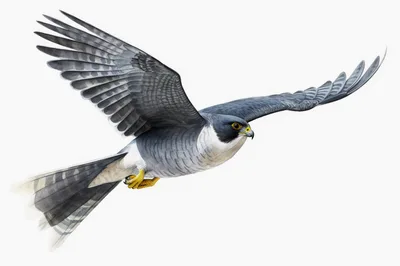 Peregrine Falcon Flying Isolated On White Background