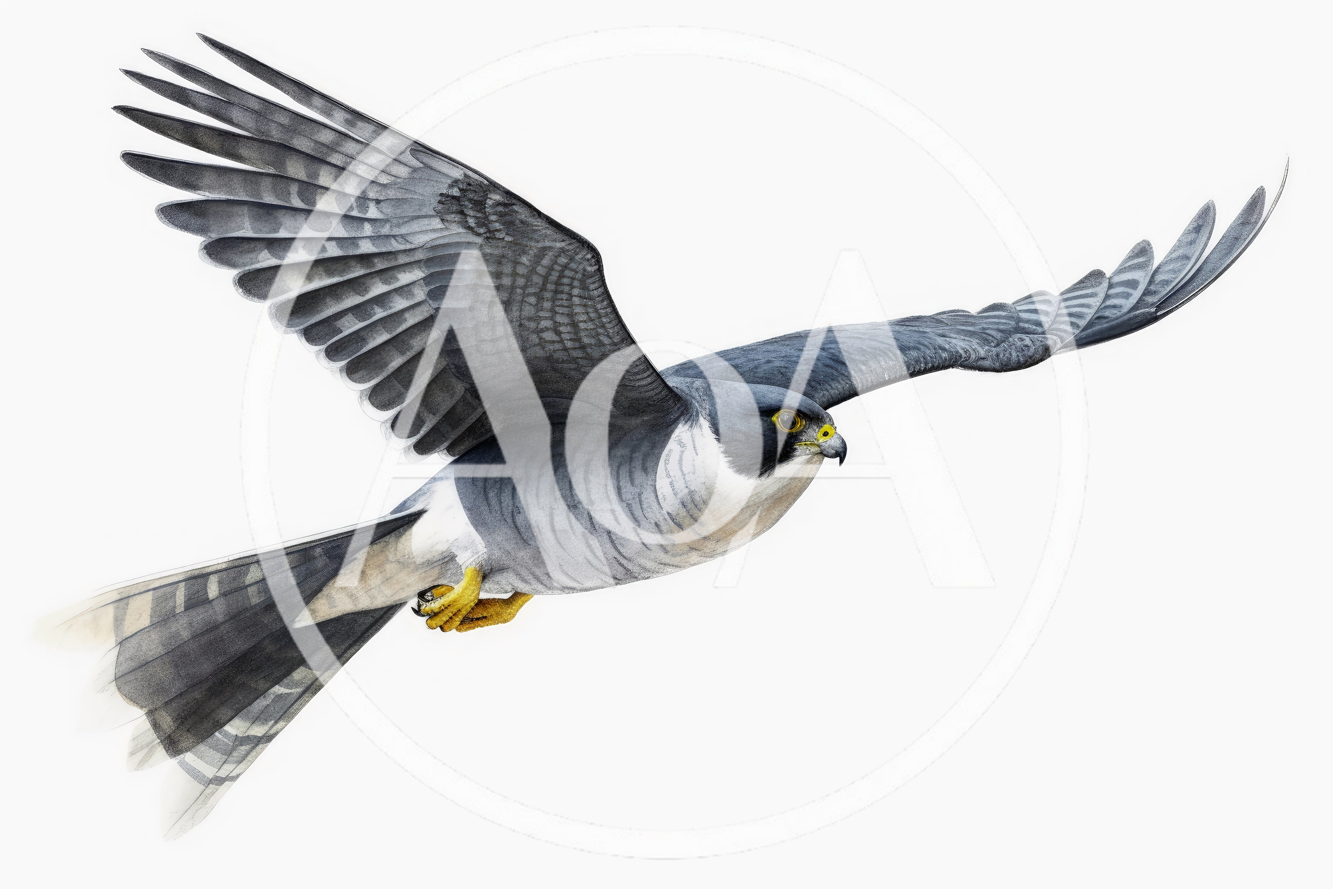 Peregrine Falcon Flying Isolated On White Background