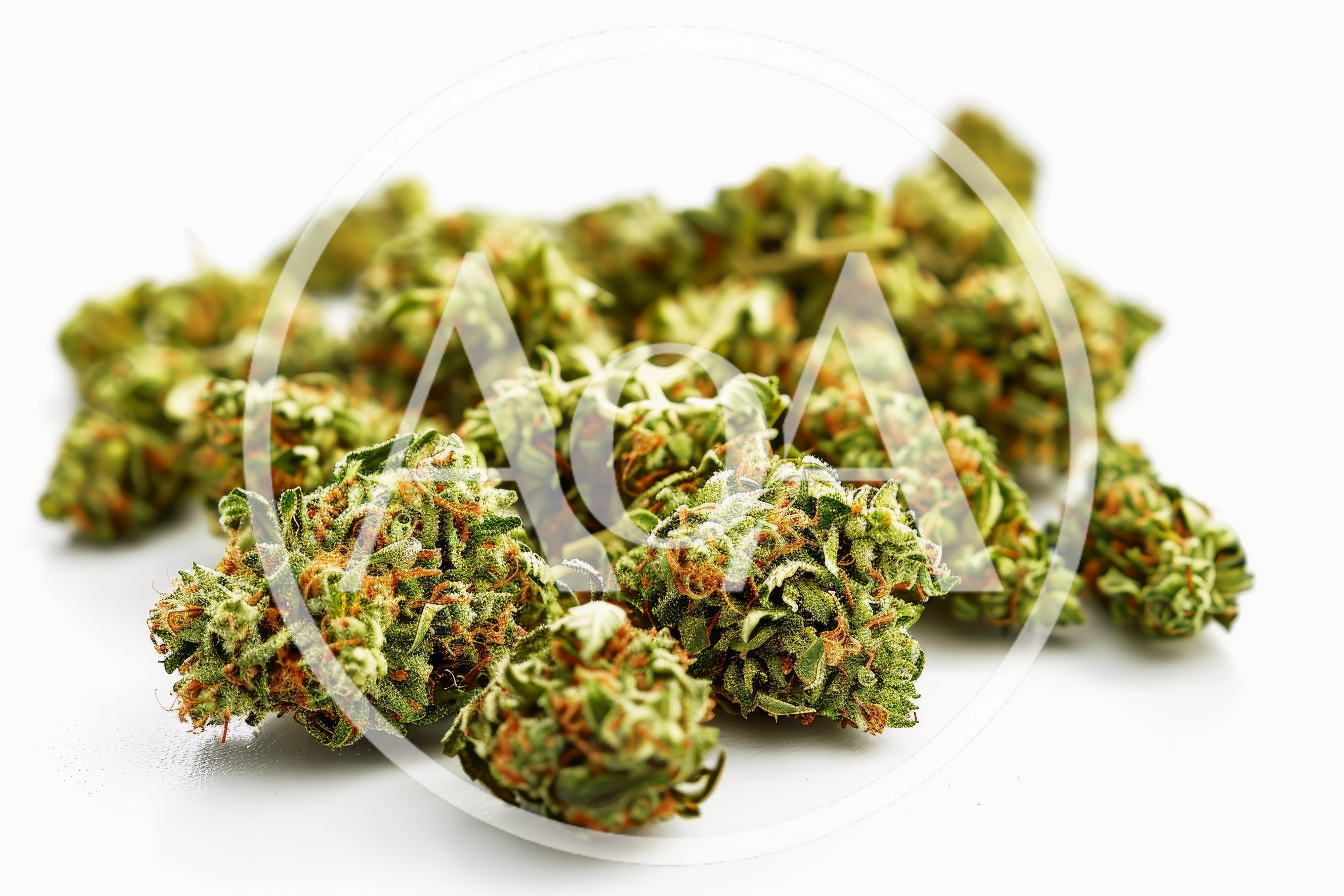 Dried Cannabis Flower Buds on White Background