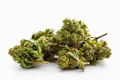Fresh Green Cannabis Buds On White Background