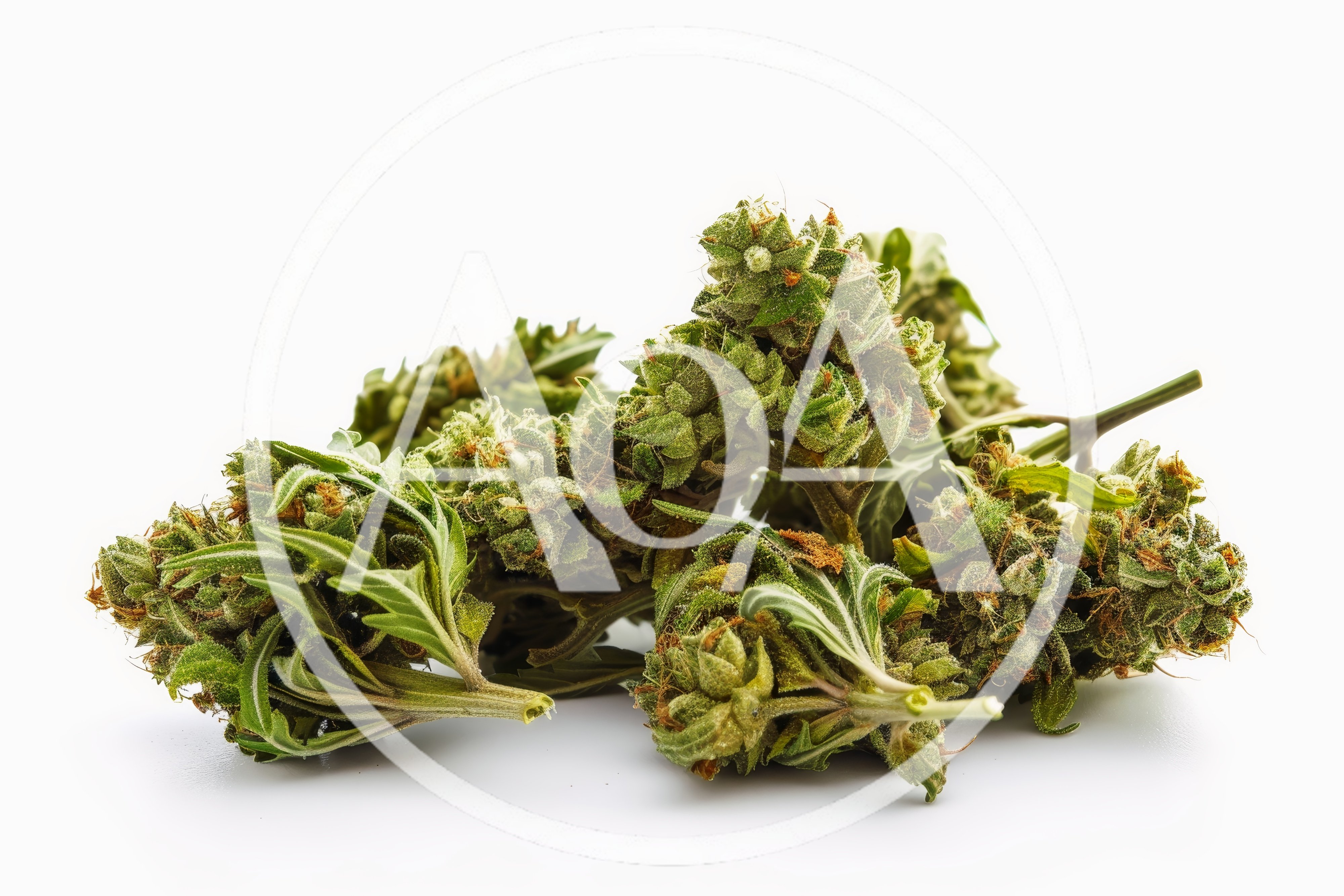 Fresh Green Cannabis Buds On White Background