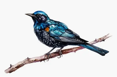Watercolor Illustration Of A Blue Starling Bird