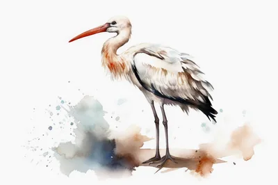 Watercolor Illustration Of A Standing White Stork