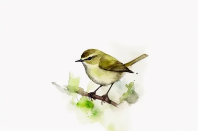 Watercolor Illustration Of A Small Warbler Bird