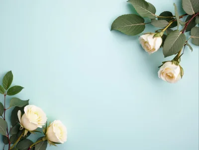White Roses Arranged on a Light Blue Background