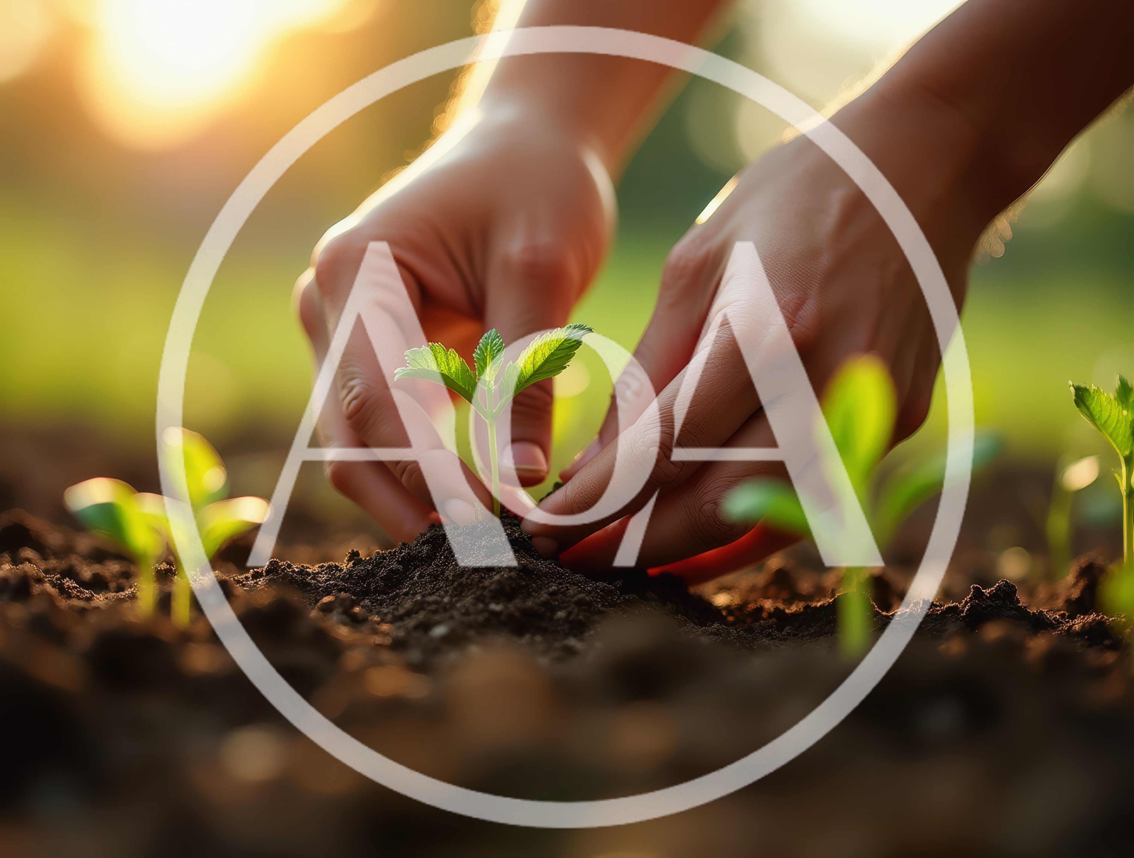 Hands Planting A Small Green Seedling In Soil