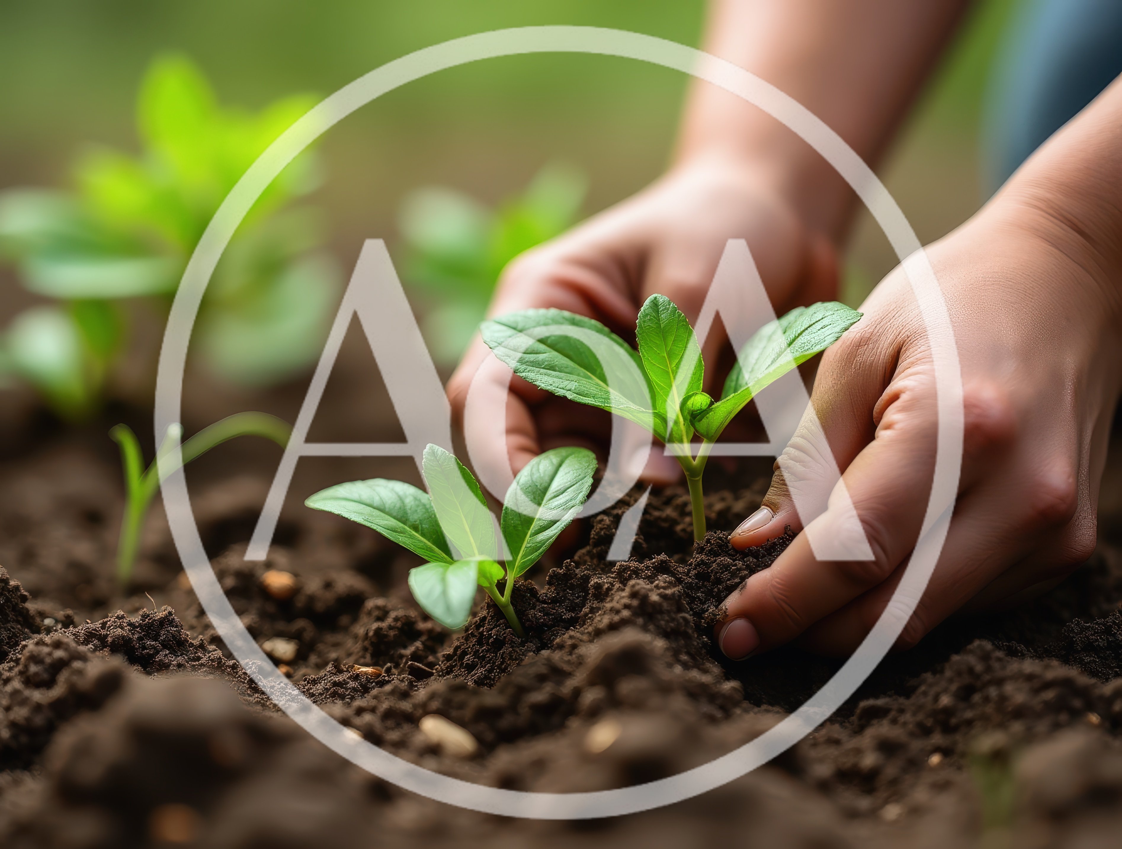 Hands Planting Young Green Seedlings In Fertile Soil