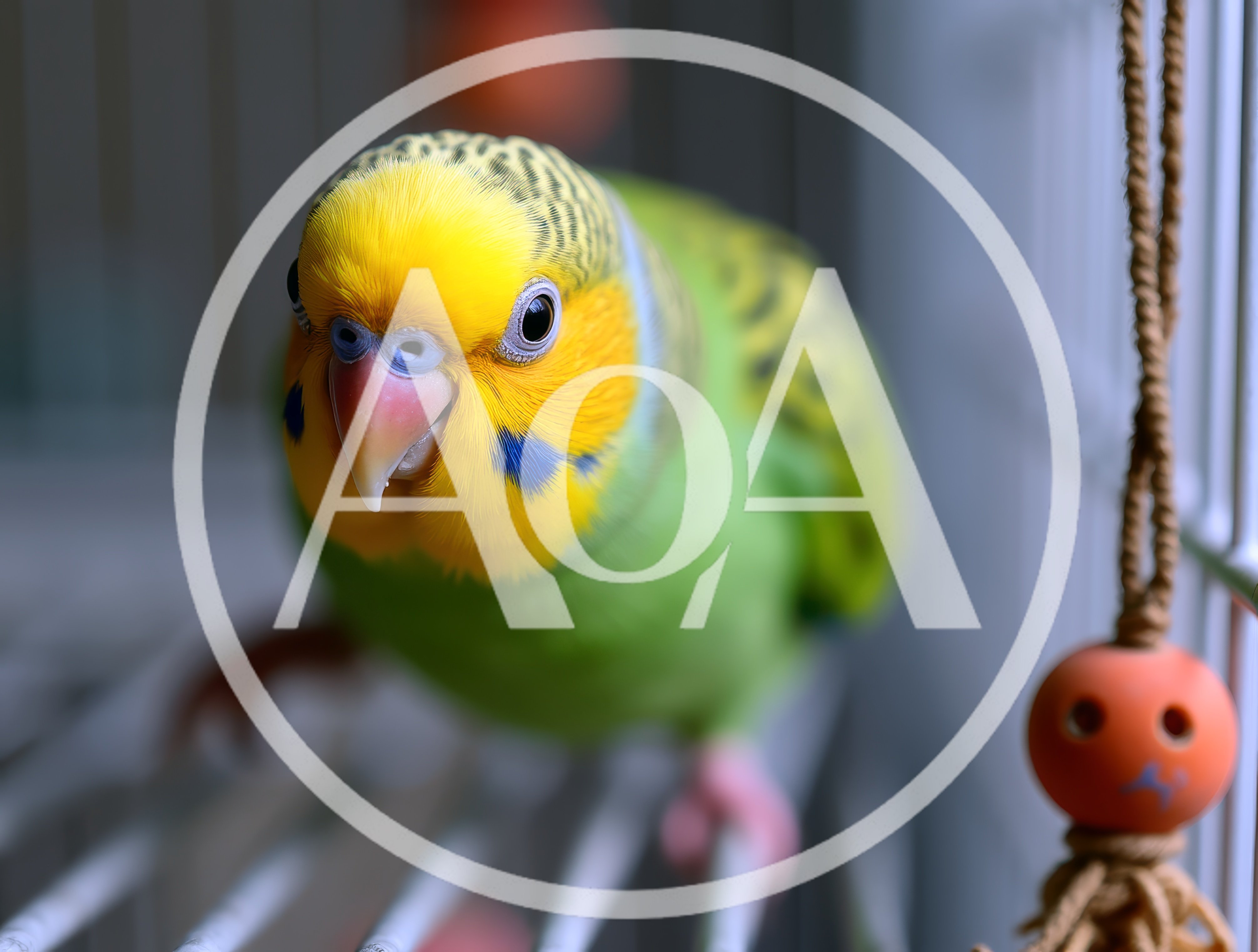 Close Up Portrait Of A Green Budgerigar In A Cage