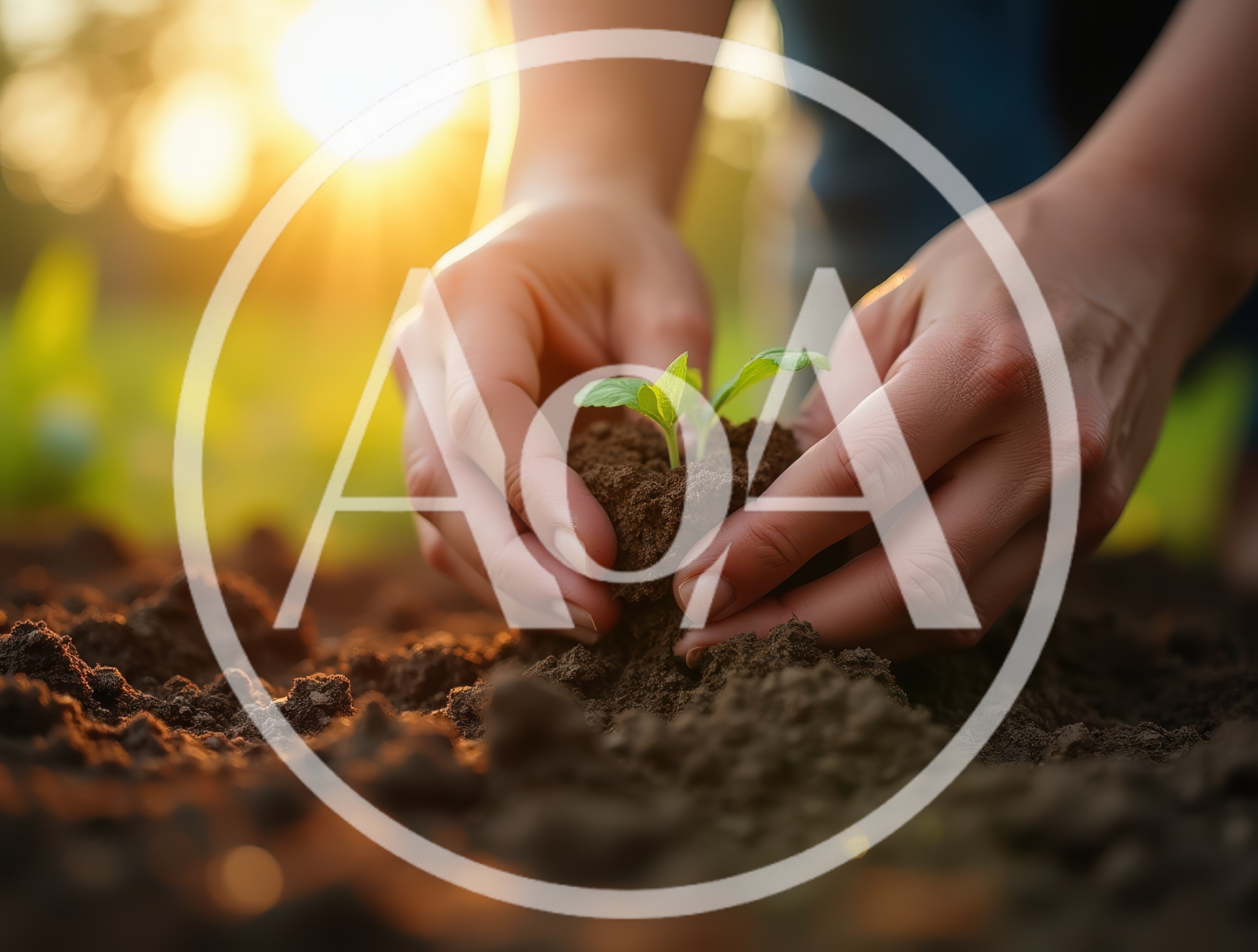 Hands Planting A Small Green Seedling In Soil