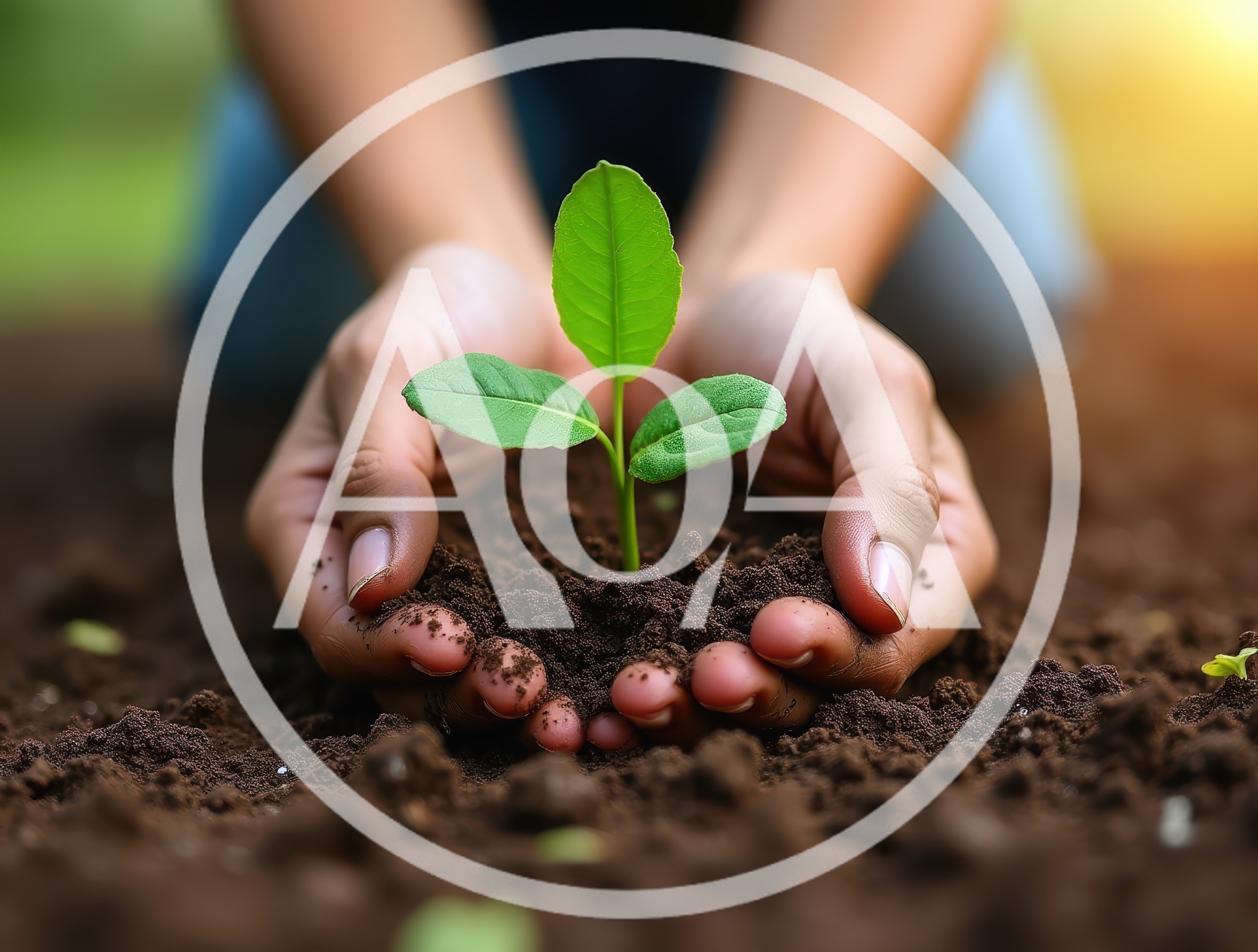 Hands Cupping A Small Green Seedling In Soil
