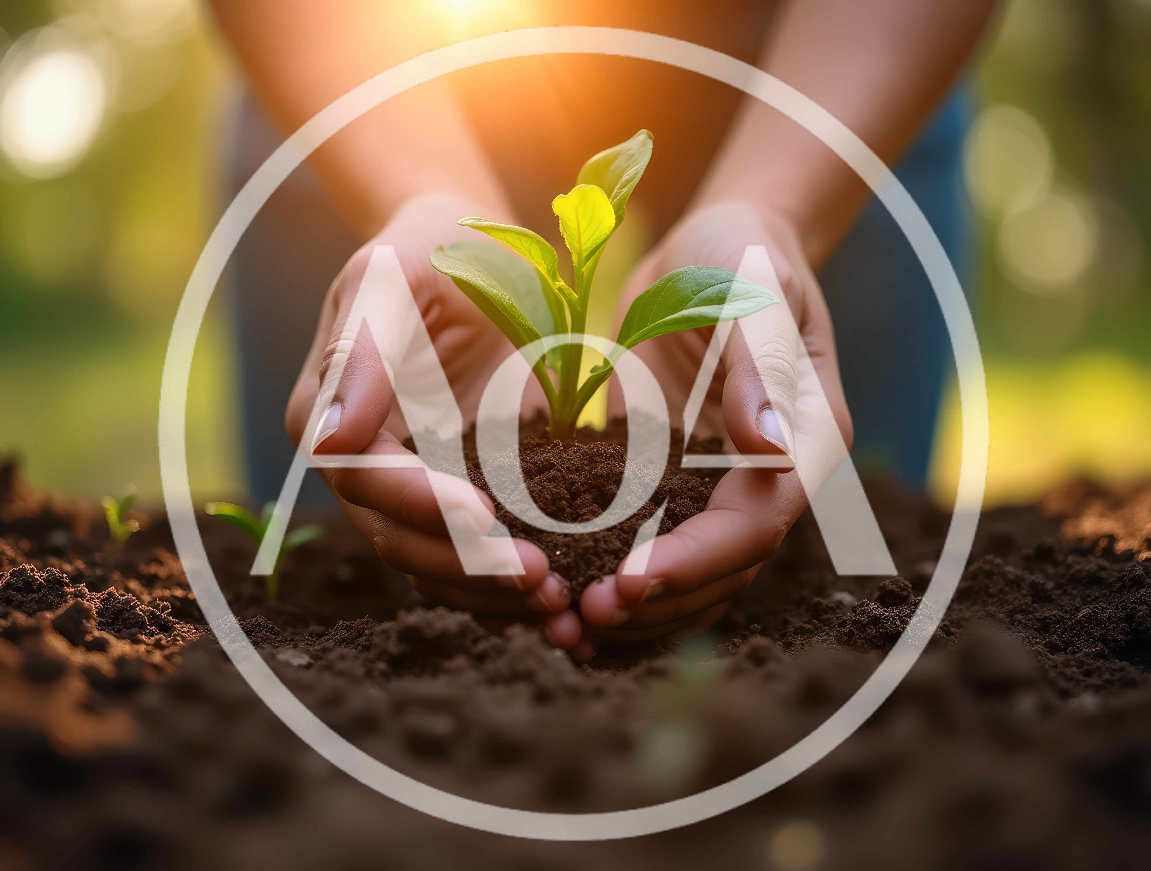 Hands Holding A Small Green Plant In Soil
