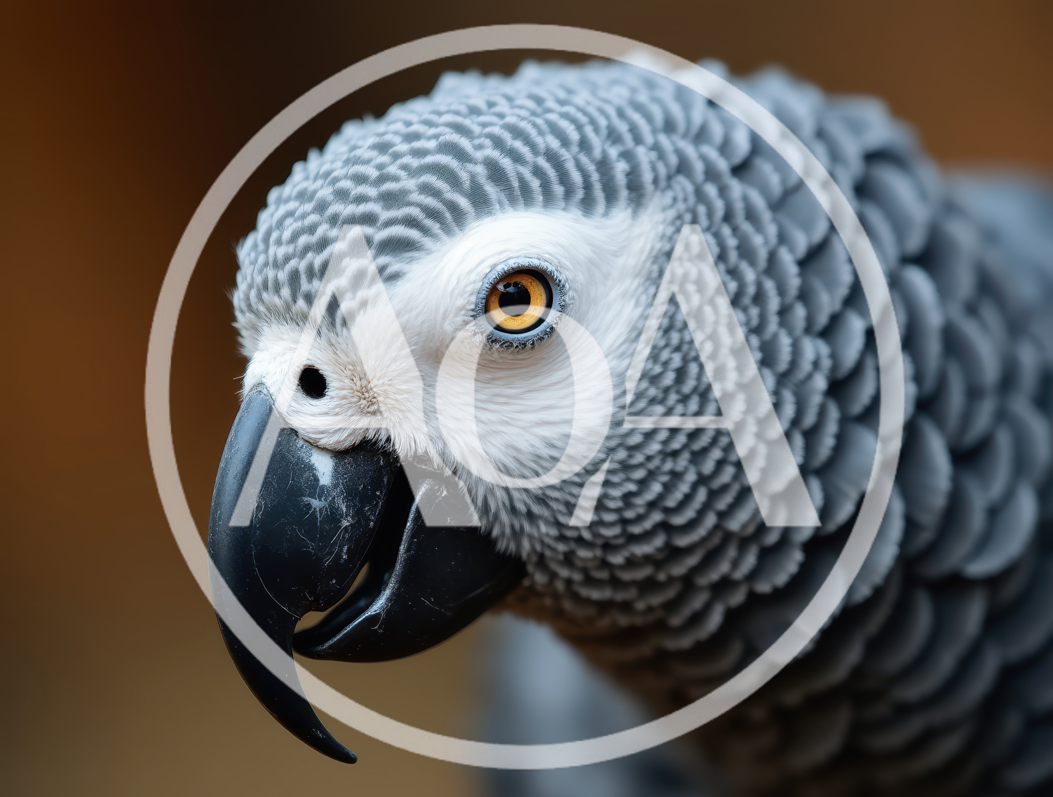 Close Up Portrait Of An African Grey Parrot