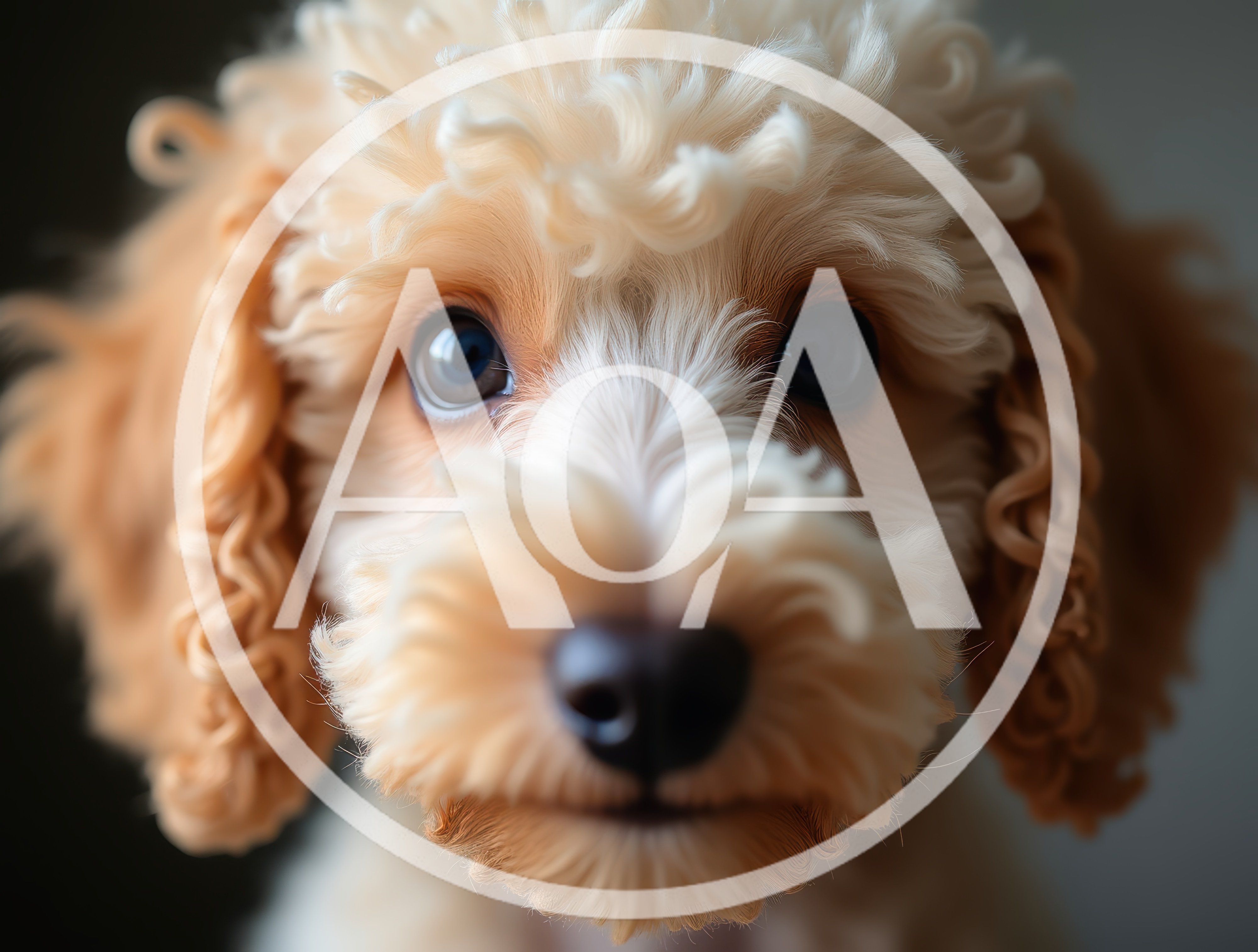 Close Up Portrait Of A Cute Curly Puppy