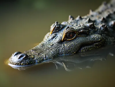 Close Up Of A Crocodile Head In Murky Water