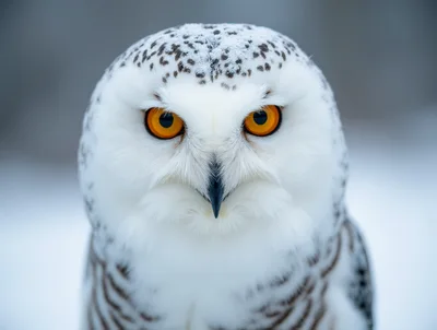 Close Up Portrait Of A Snowy Owl