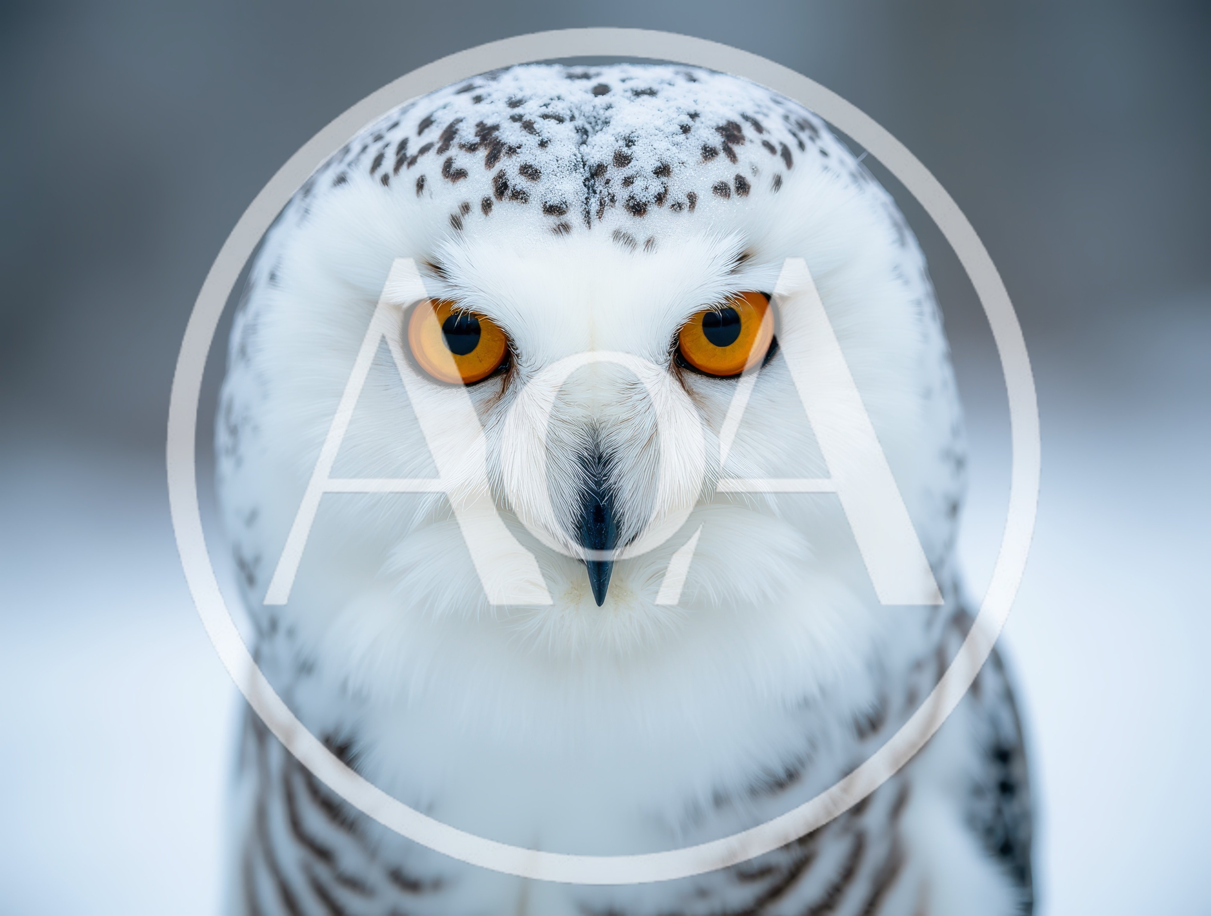 Close Up Portrait Of A Snowy Owl