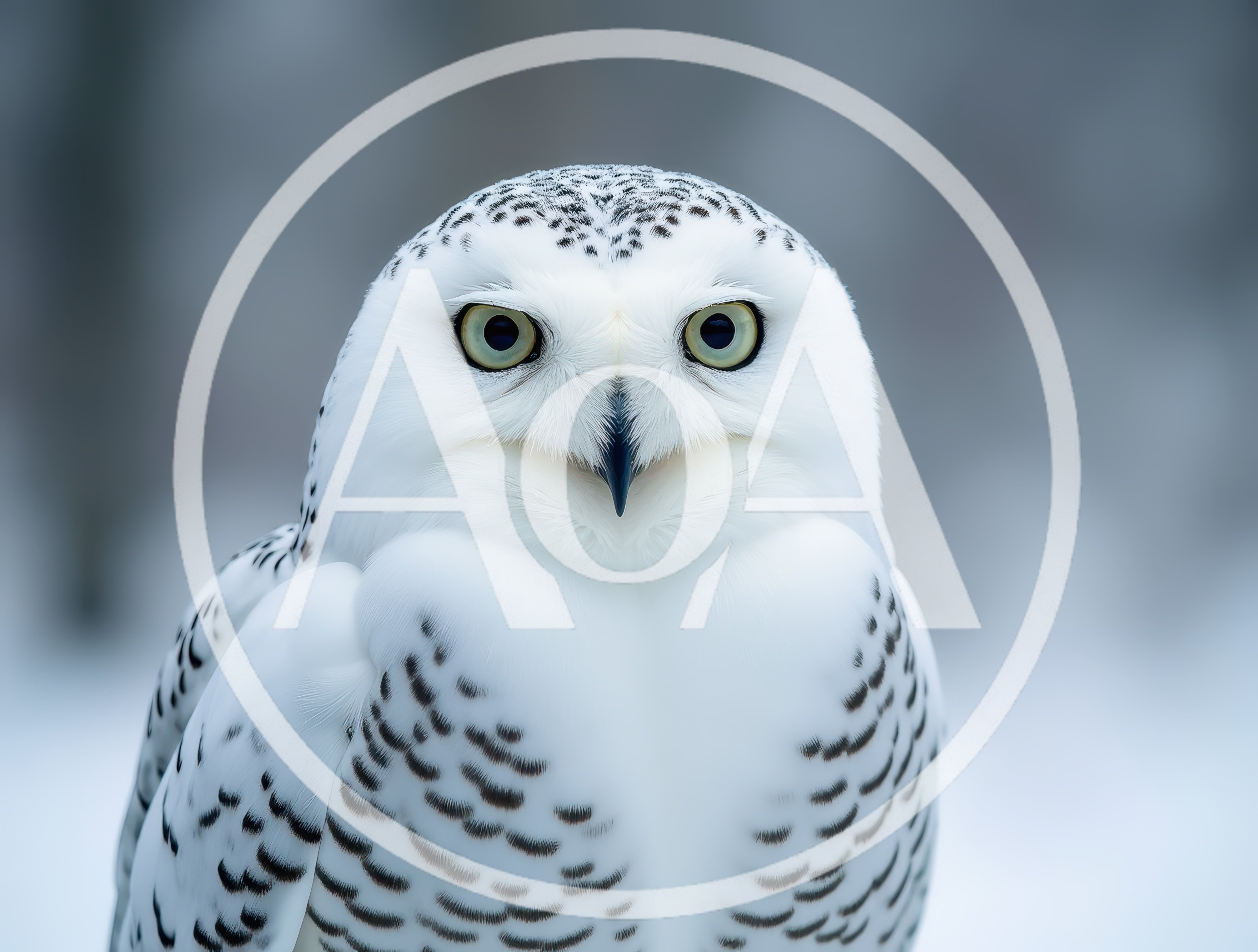 Portrait Of A Snowy Owl In Winter