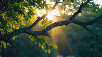 Sunlight Filtering Through Tree Branches At Golden Hour