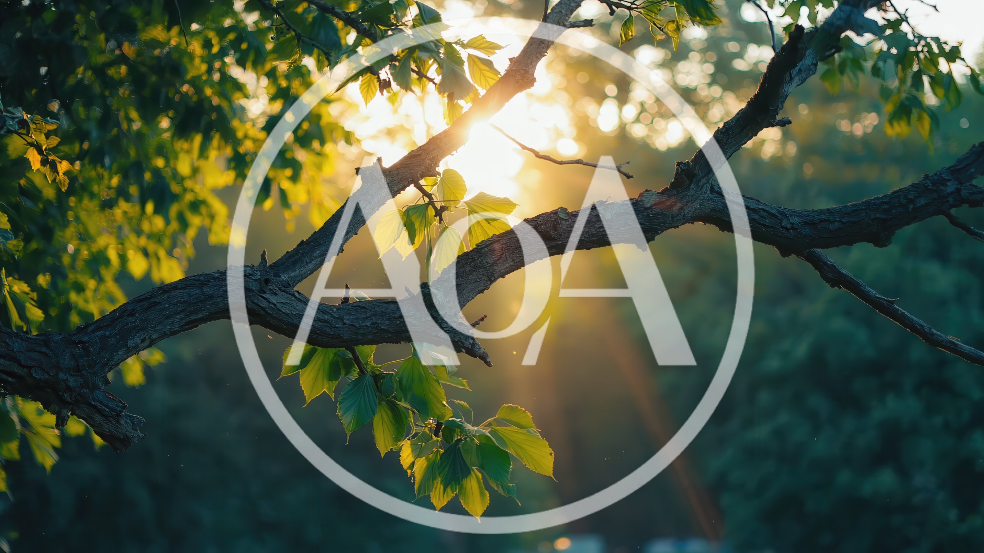 Sunlight Filtering Through Tree Branches At Golden Hour
