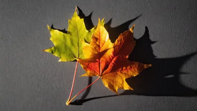Two Colorful Maple Leaves on Dark Gray Background