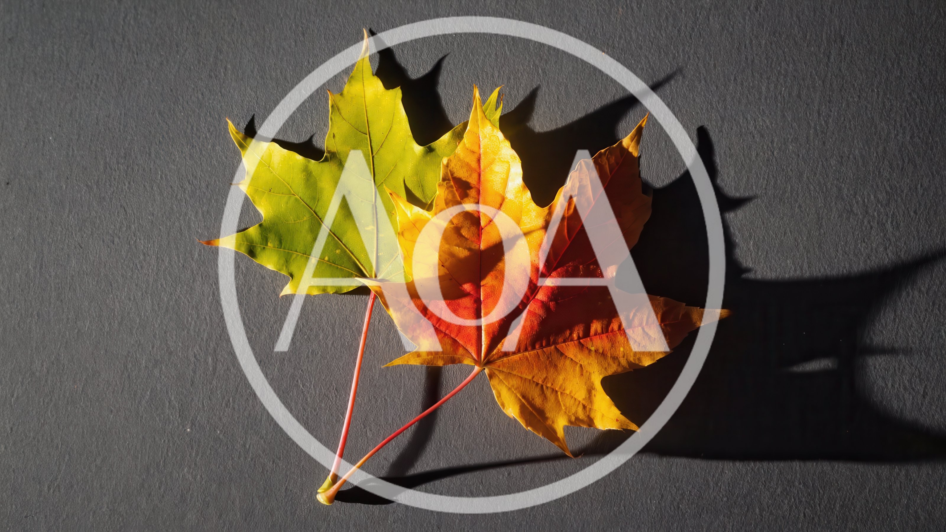 Two Colorful Maple Leaves on Dark Gray Background