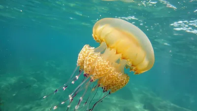 Golden Jellyfish Swimming In Clear Tropical Ocean Waters