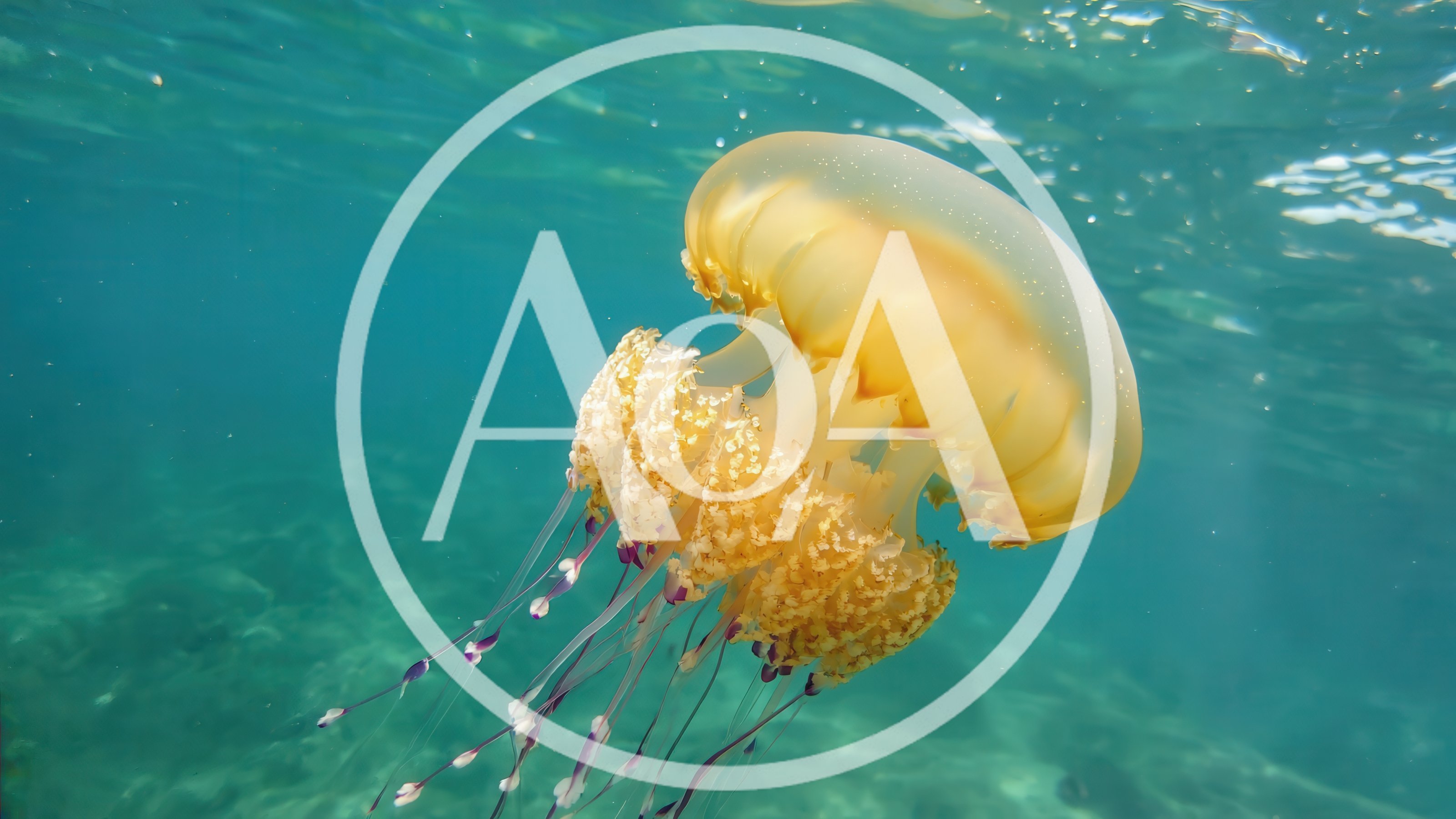 Golden Jellyfish Swimming In Clear Tropical Ocean Waters