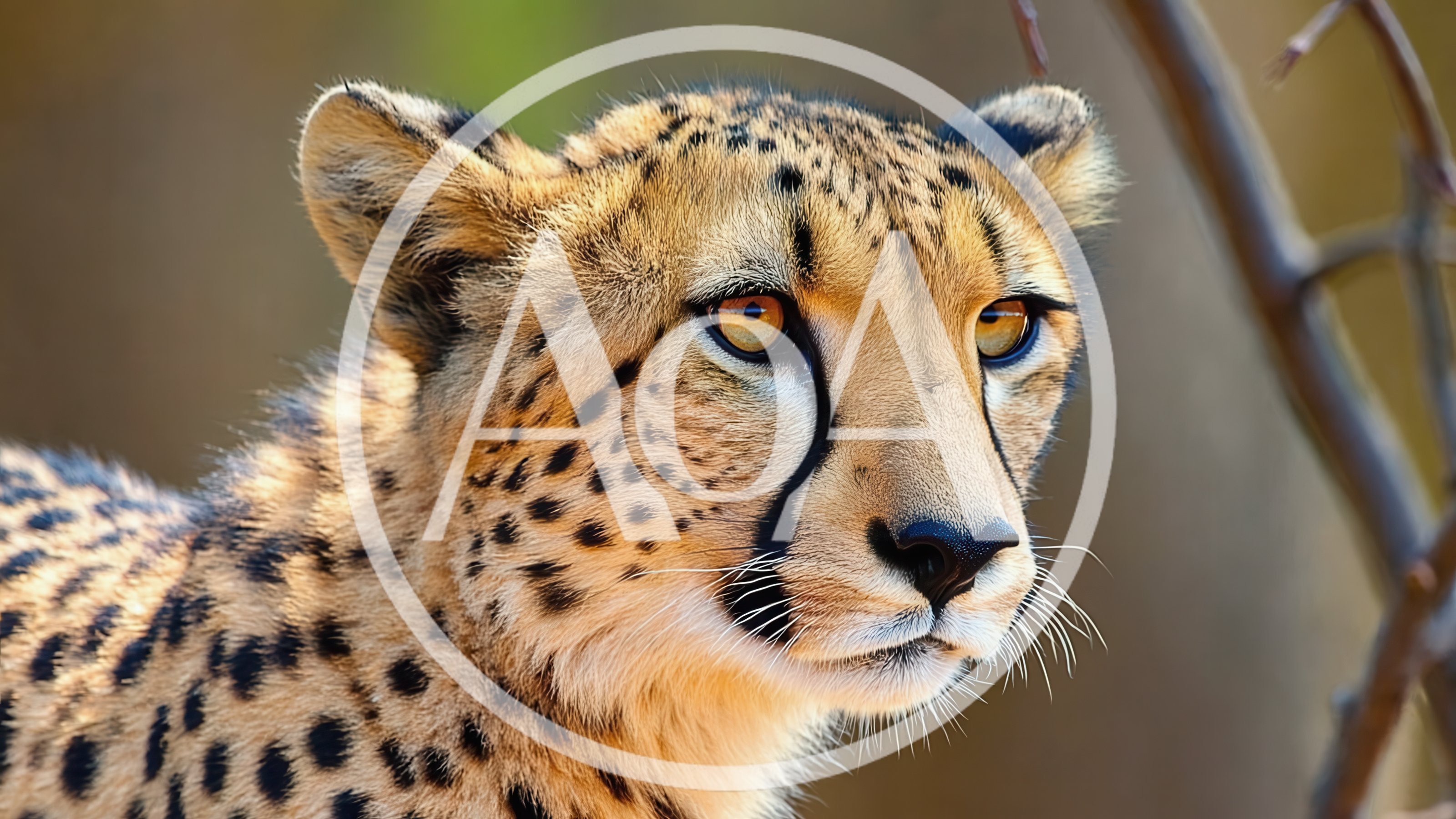 Close Up Portrait Of A Cheetah In The Wild
