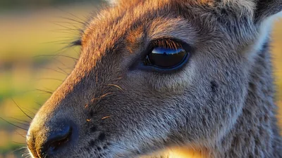 Close Up Portrait Of A Kangaroo Face