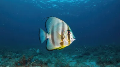 Orbicular Batfish Swimming Underwater in Tropical Ocean