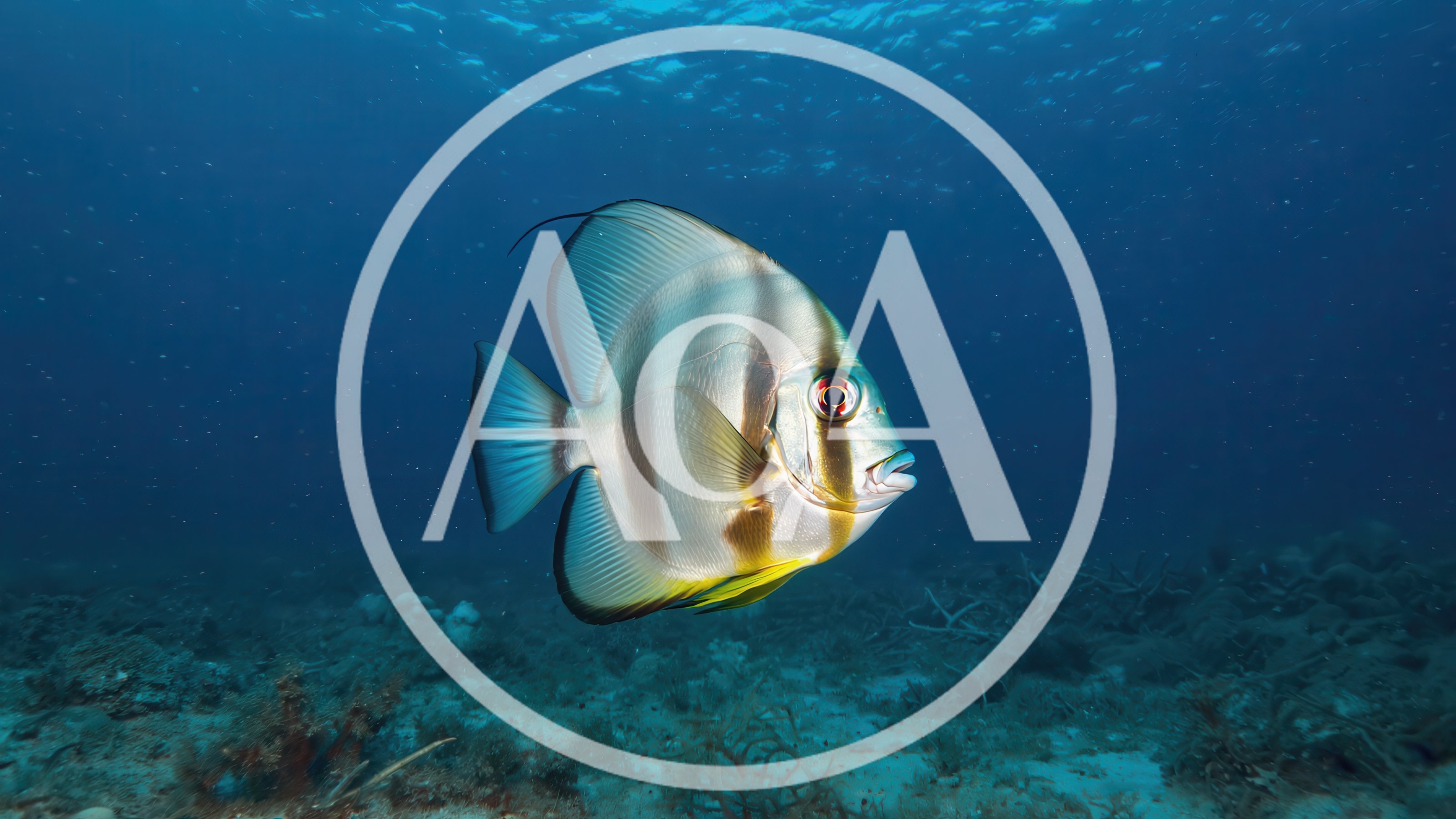 Orbicular Batfish Swimming Underwater in Tropical Ocean