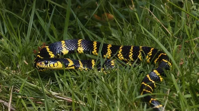 Mangrove Snake Slithering Through Green Grass