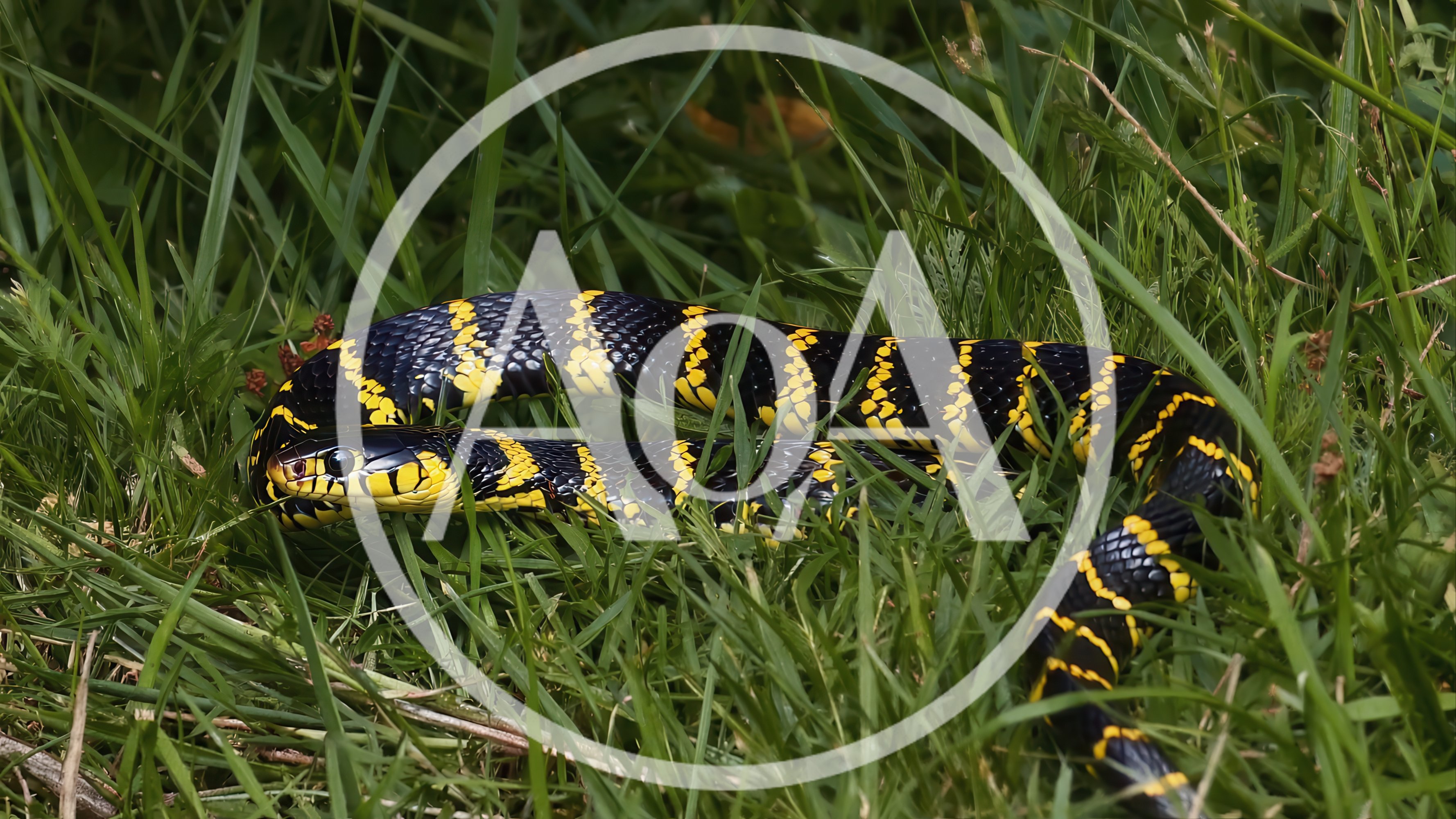 Mangrove Snake Slithering Through Green Grass