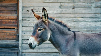 Profile View Of A Donkey Standing Against Wooden Wall