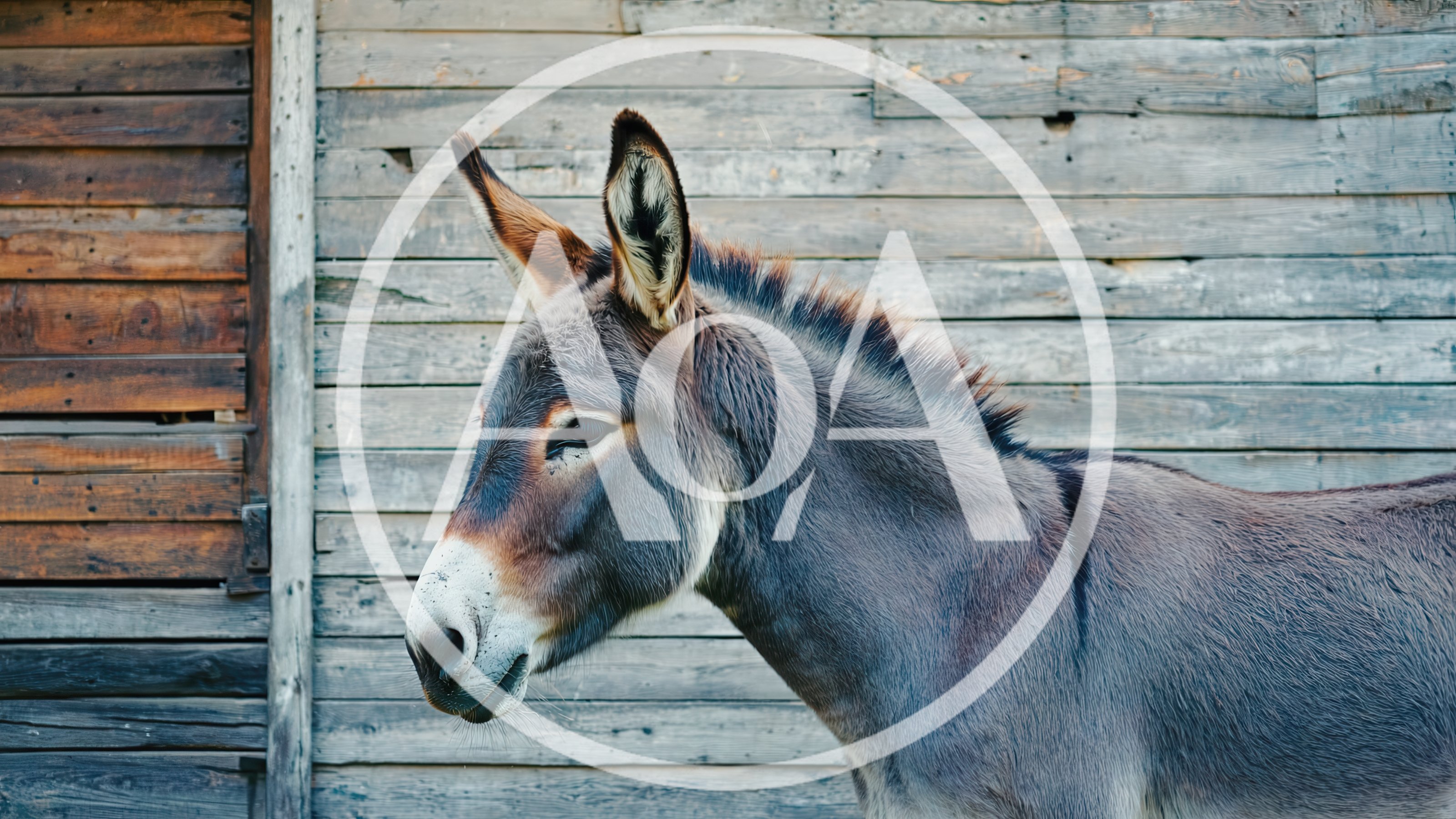 Profile View Of A Donkey Standing Against Wooden Wall