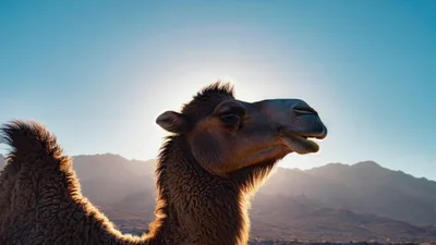 Close Up Portrait Of A Camel In The Desert