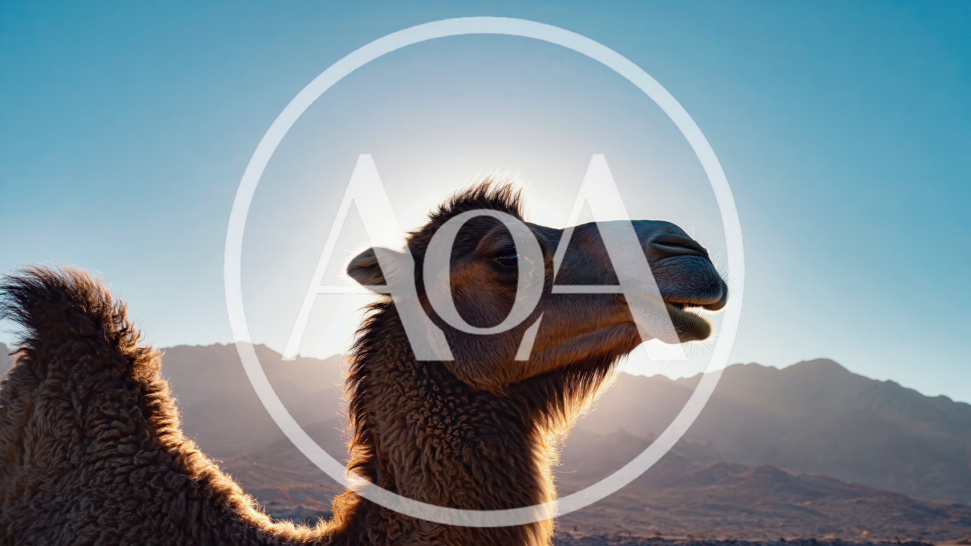 Close Up Portrait Of A Camel In The Desert