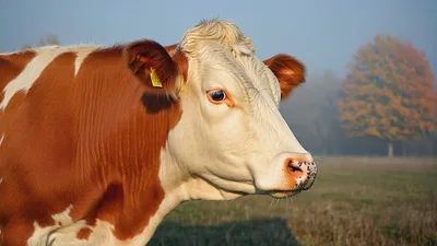Close Up Portrait Of A Brown And White Cow