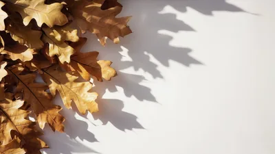 Dried Oak Leaves Arranged on White Background